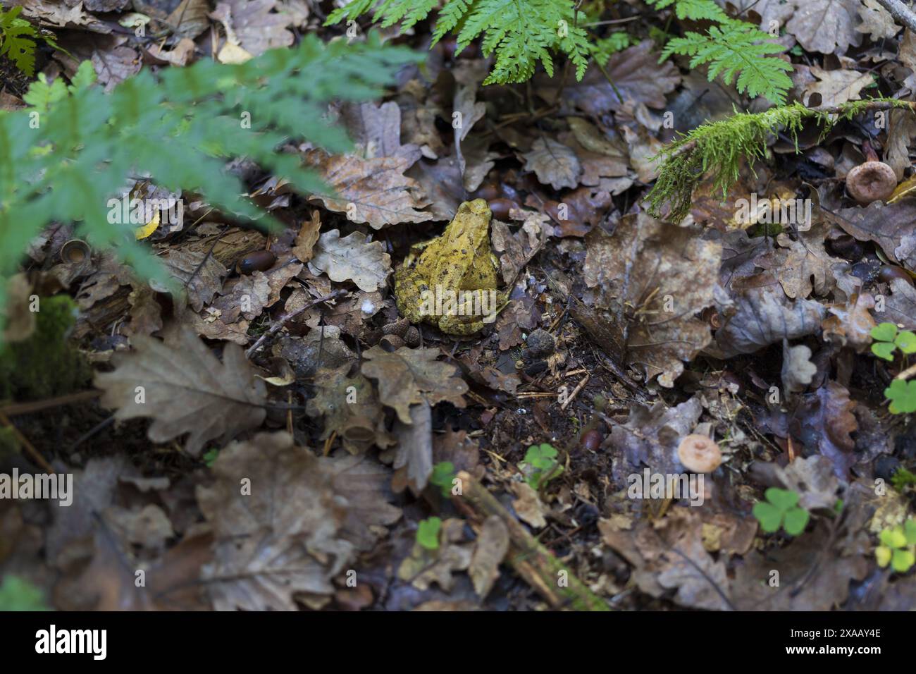 Flache Nahaufnahme eines grünen Holzfrosches auf dem Herbstwaldgrund Stockfoto