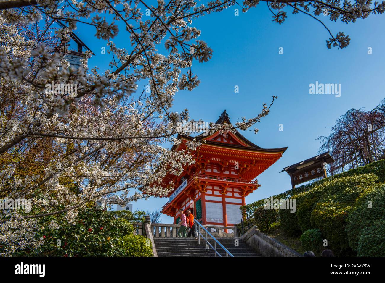 Kirschblüte im buddhistischen Tempel Kiyomizu-dera, UNESCO-Weltkulturerbe, Kyoto, Honshu, Japan, Asien Stockfoto