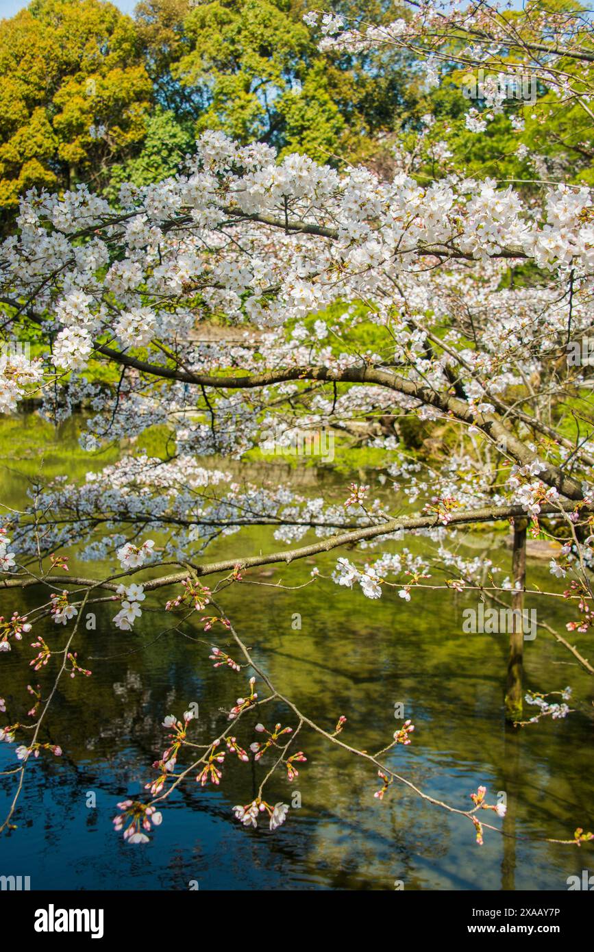 Okazaki Park im Heian Jingu Schrein, Kyoto, Honshu, Japan, Asien Stockfoto
