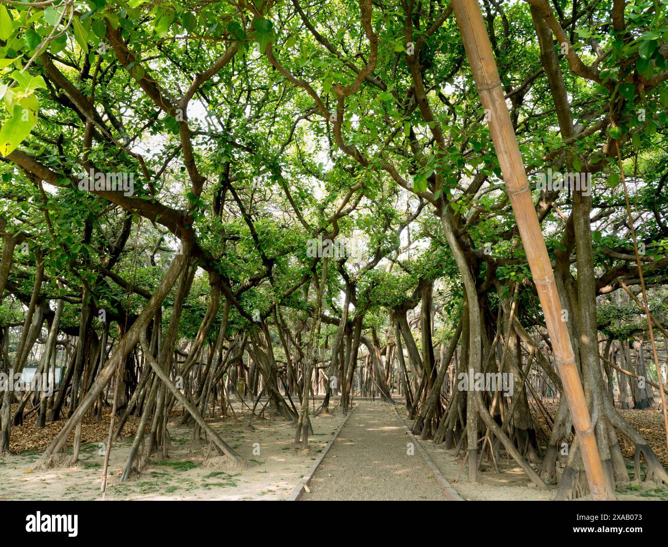 Der große Banyan-Baum, botanische Gärten, Kalkutta, Westbengalen, Indien, Asien Stockfoto