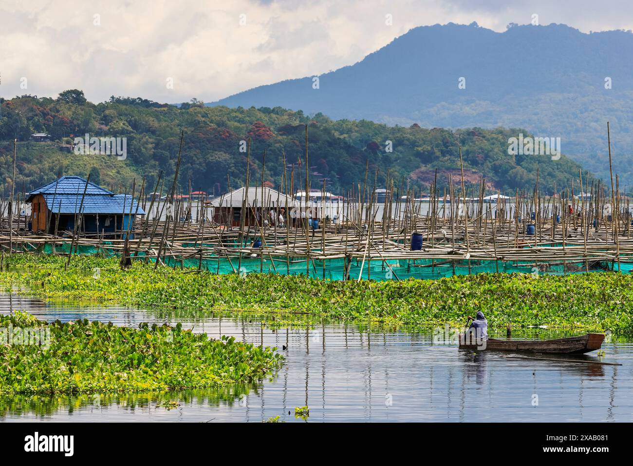 Übermäßige Wasserhyazinthen und Fischkäfige auf diesem großen See, Lake Tondano, Minahasa Stockfoto