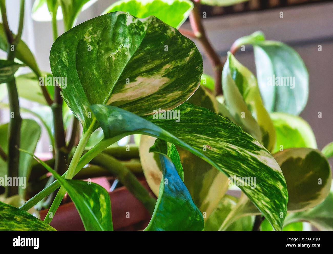 Eine gut gesprenkelte Hauspflanze Stockfoto