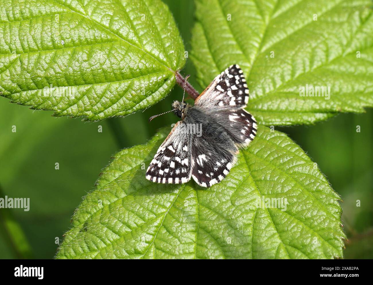 Gegrillter Skipper Butterfly, Pyrgus malvae, Pyrginae, Hesperiidae, Schmetterlinge. Männlich. Juni, Chalk Downs, Bedfordshire, Großbritannien Stockfoto