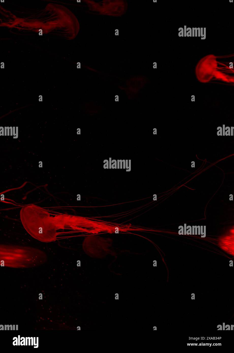 Leuchtend rote Quallen schweben zusammen durch das dunkle Wasser. Stockfoto