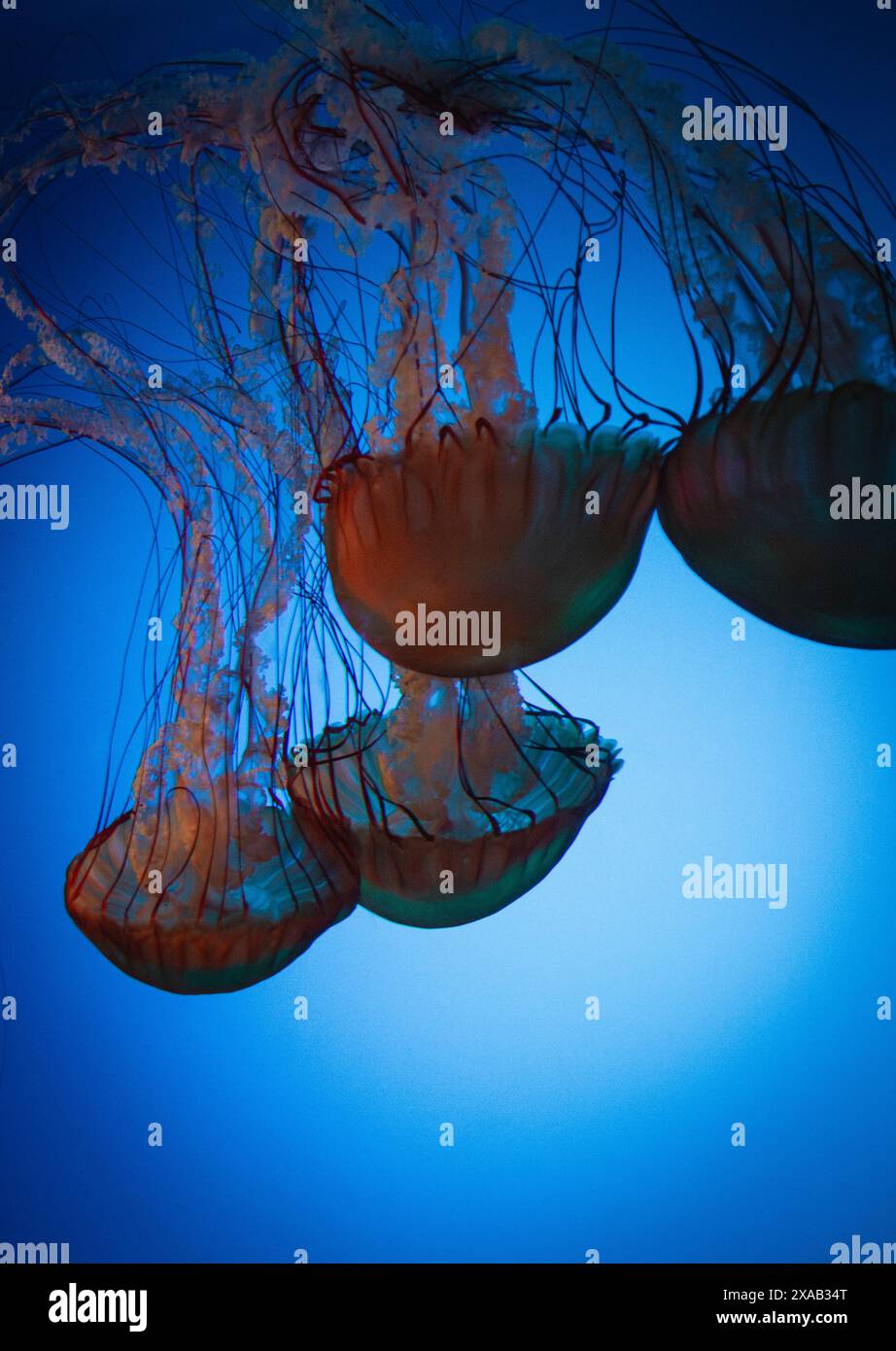 Vier farbenfrohe Pazifische Nesselquallen schwimmen zusammen durch das blaue Wasser. Stockfoto