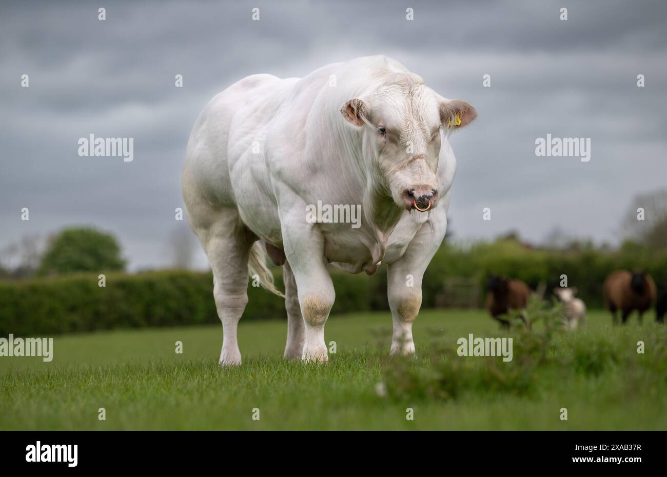 British Blue Bull, eine Rinderrasse, die ein doppeltes Muskelgen trägt, Myostatin, das ihnen extreme Muskel verleiht. Hereford, Großbritannien. Stockfoto