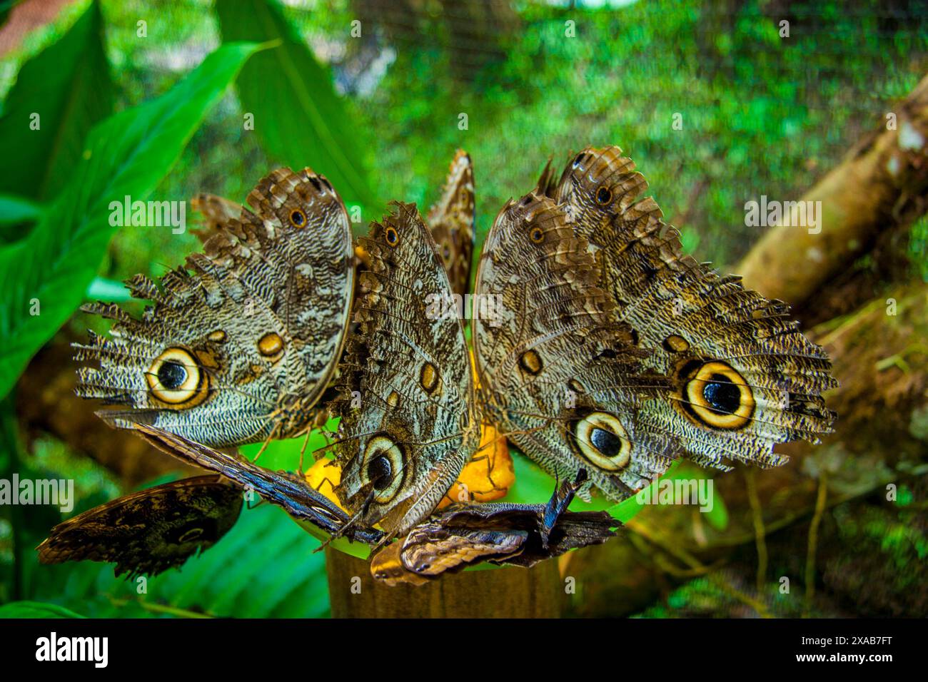 Mehrere Caligos-Schmetterlinge, auch bekannt als der EulenSchmetterling auf einem Barsch in Mindo, Ecuador. Caligo atreus, die Gelbkantige Rieseneule, ist ein Schmetterling der Nym Stockfoto