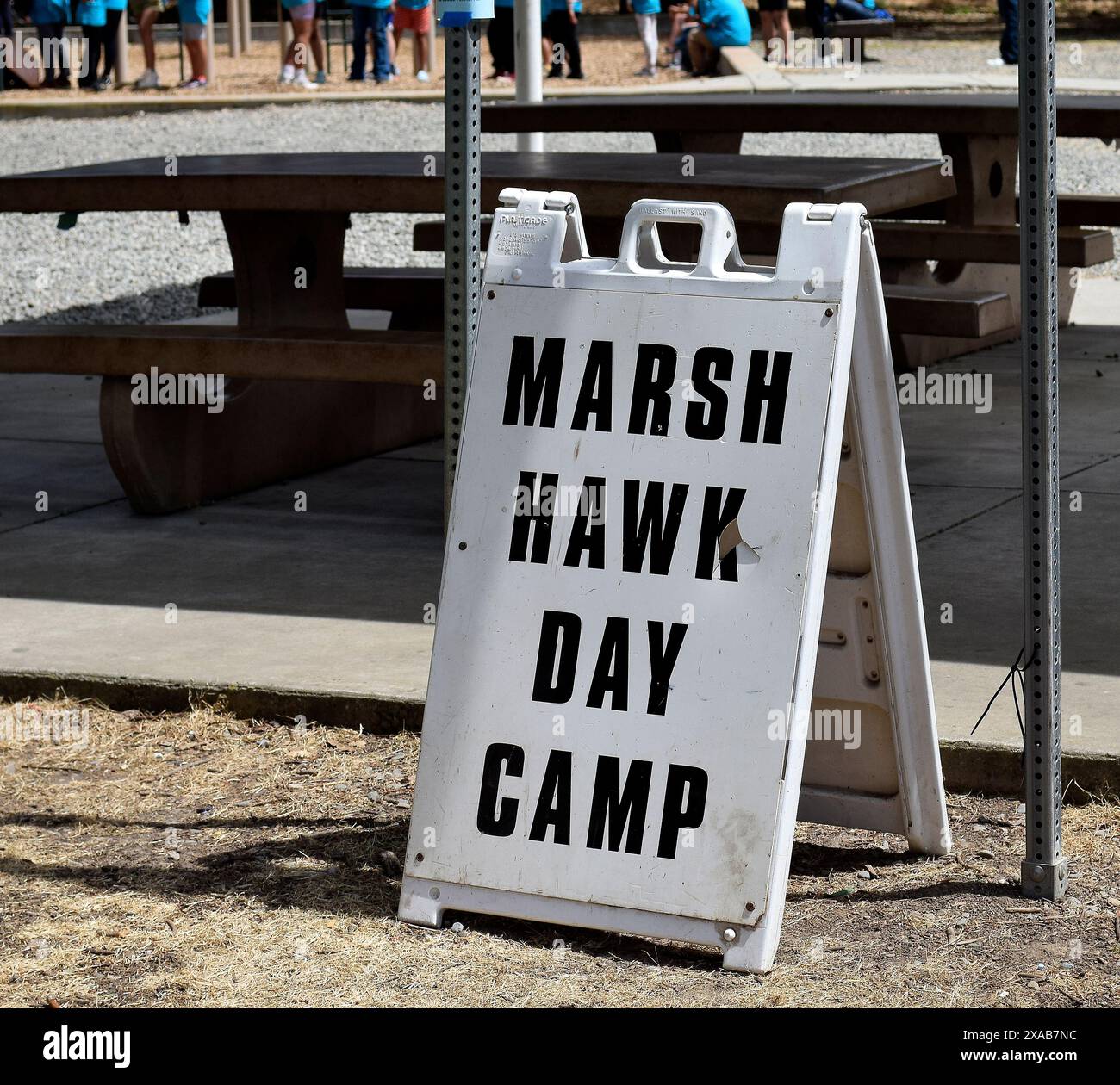 Marsh Hawk Day Camp für Kinder von 8 bis 11 1/2 im Cann Park. Union City, Kalifornien Stockfoto