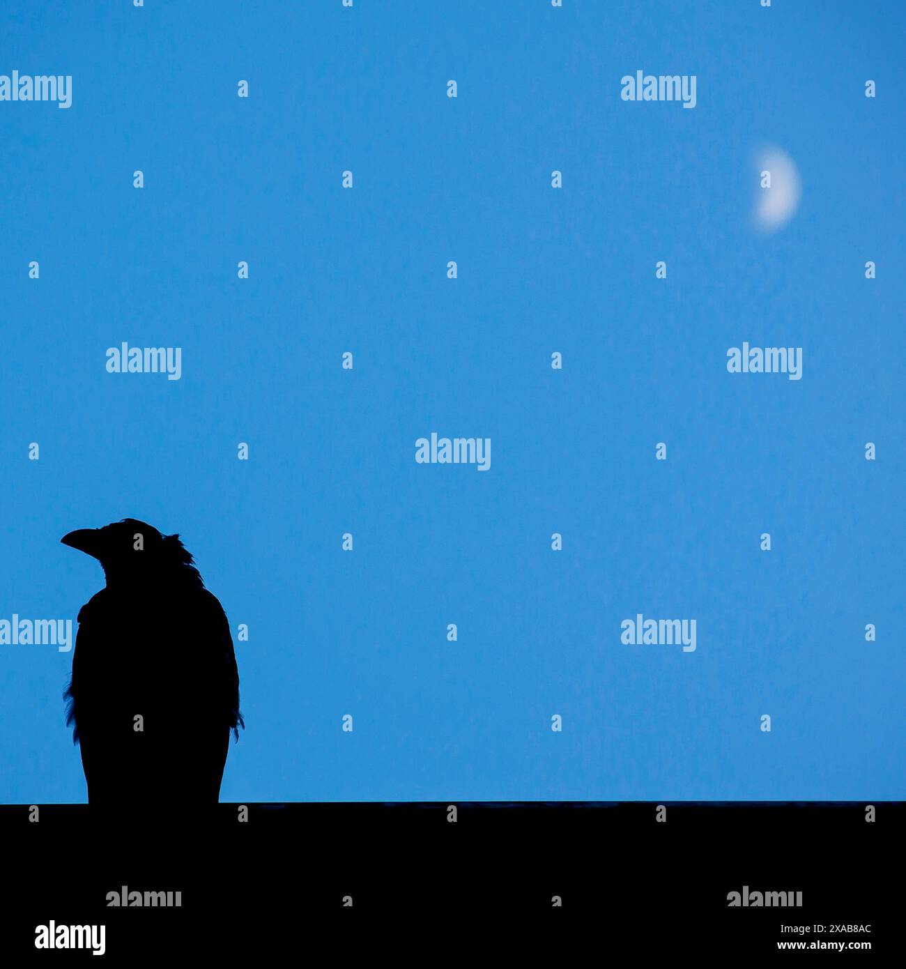 Raven und das Mondlicht. Silhouette Vogelfoto bei Nacht. Stockfoto