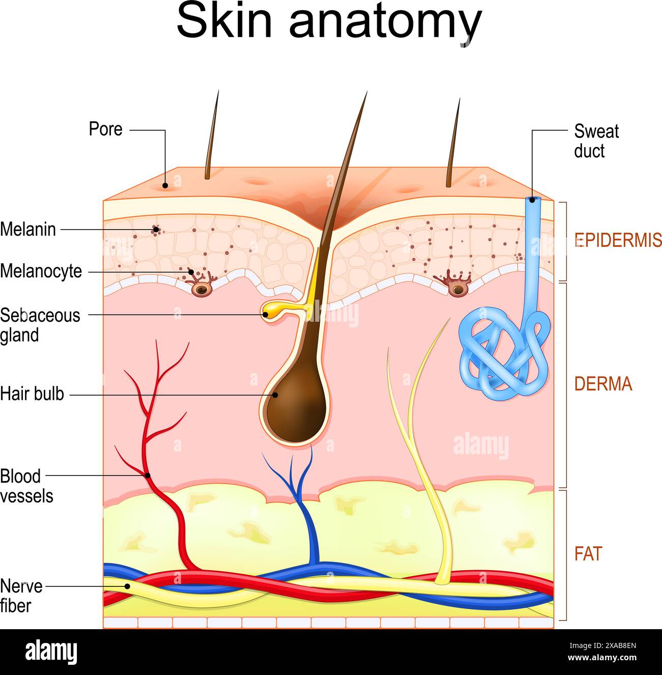 Hautanatomie. Schichten und Struktur der menschlichen Haut. Querschnitt der Haut mit Haarfollikeln, Schweiß- und Talgdrüsen, Epidermis, Dermis, Hypodermis. Stock Vektor