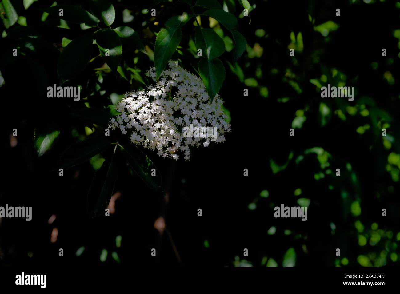 Holunder blüht an einem Fleck des Lichts in dunklem Hintergrund Stockfoto