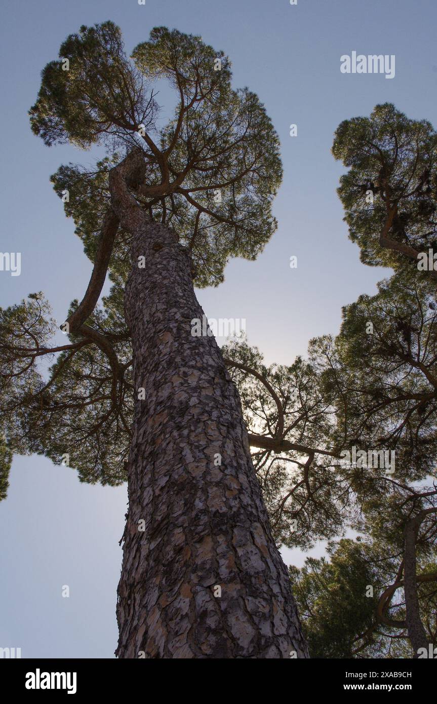 Blick auf die italienische Kiefer (Pinus pinea), Villa Borghese, Rom Stockfoto