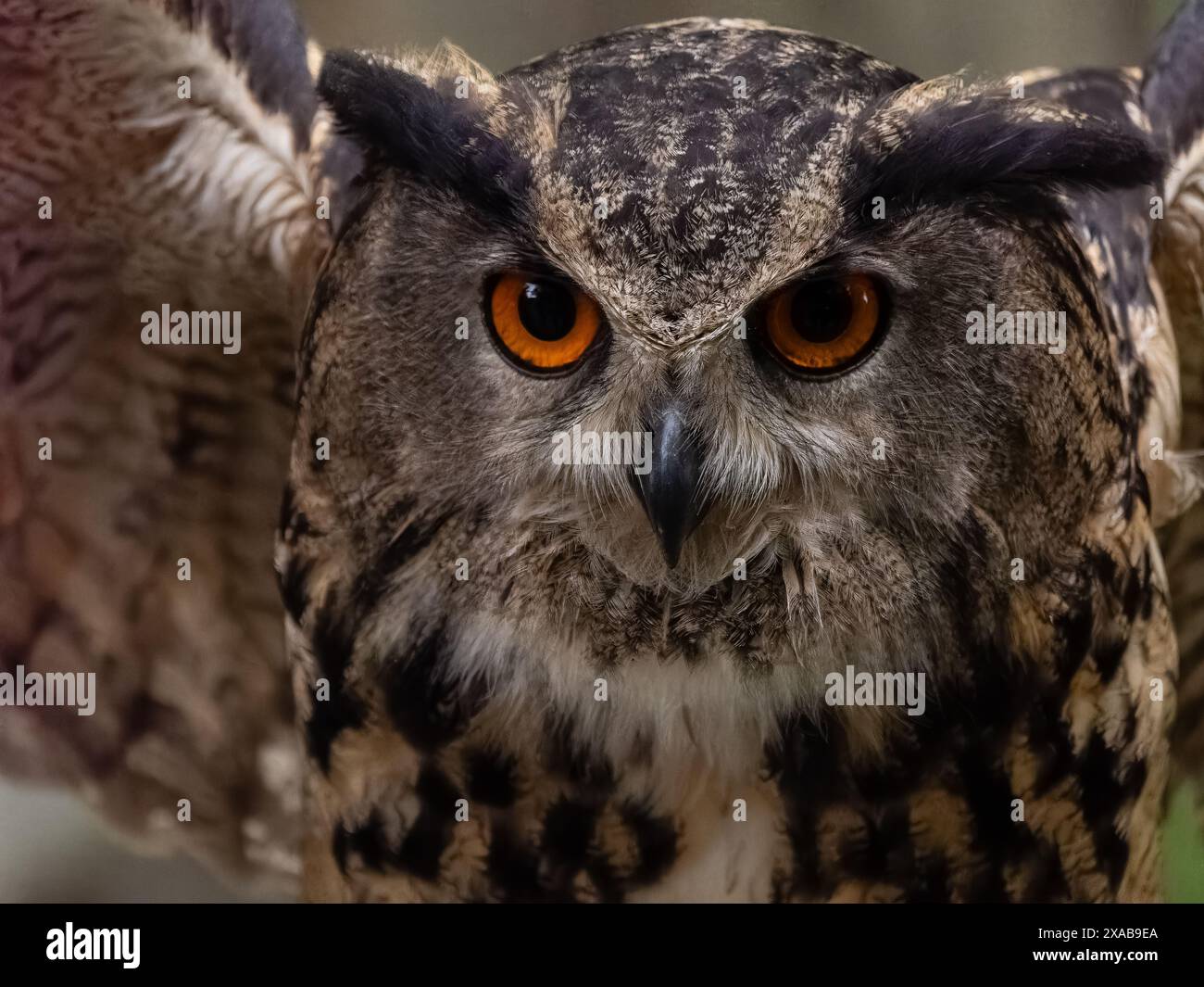 Nahaufnahme der eurasischen Uhu (Bubo bubo) mit leuchtend orangefarbenen Augen, Feuerstein Hill, VA Stockfoto