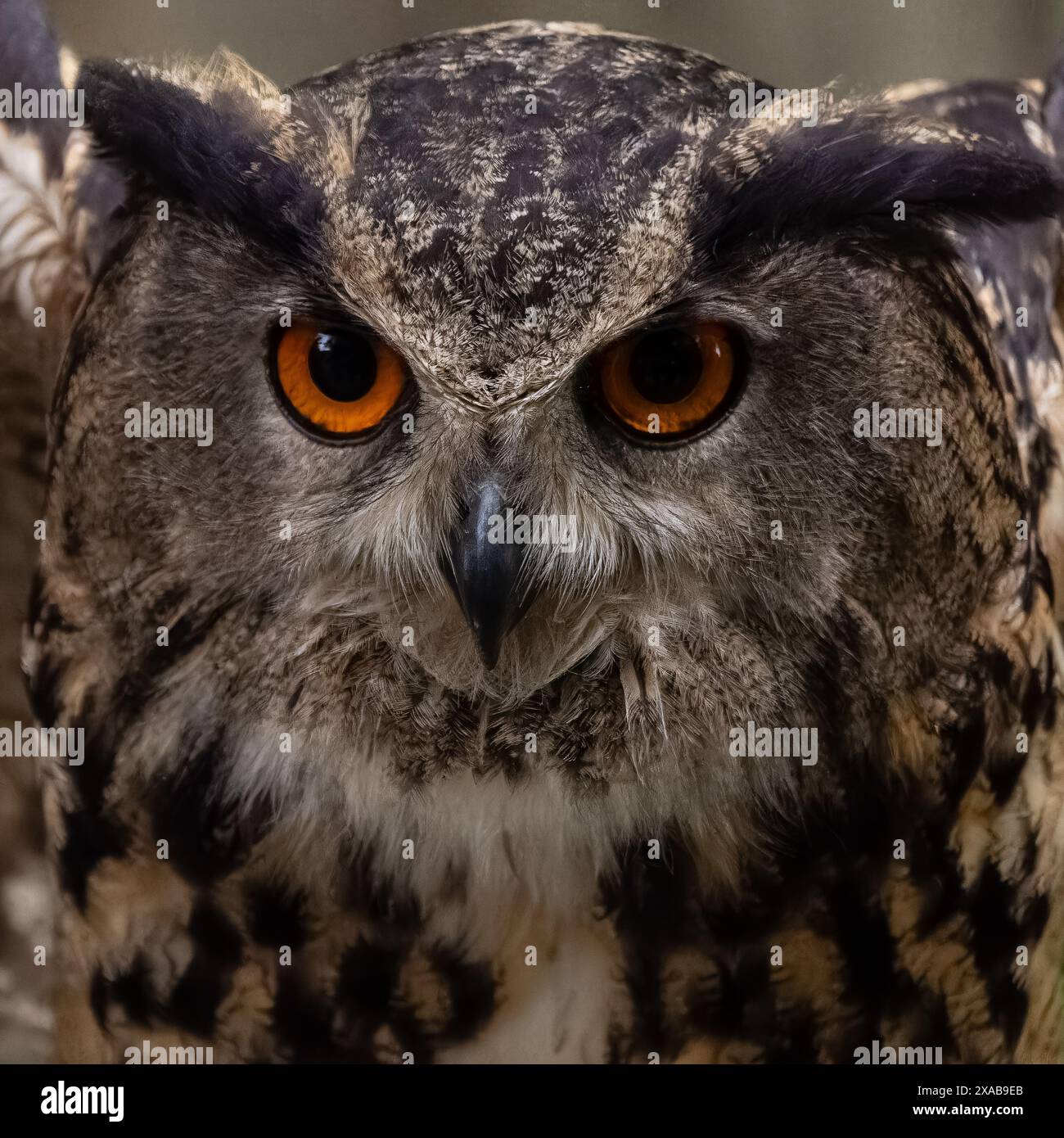 Nahaufnahme der eurasischen Uhu (Bubo bubo) mit leuchtend orangefarbenen Augen, Feuerstein Hill, VA Stockfoto