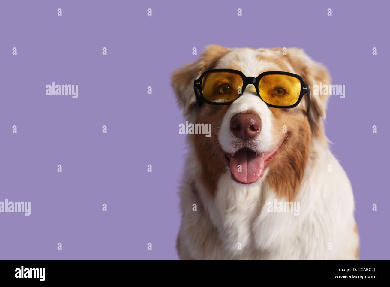 Niedlicher australischer Schäferhund in stilvoller Sonnenbrille auf lilafarbenem Hintergrund Stockfoto