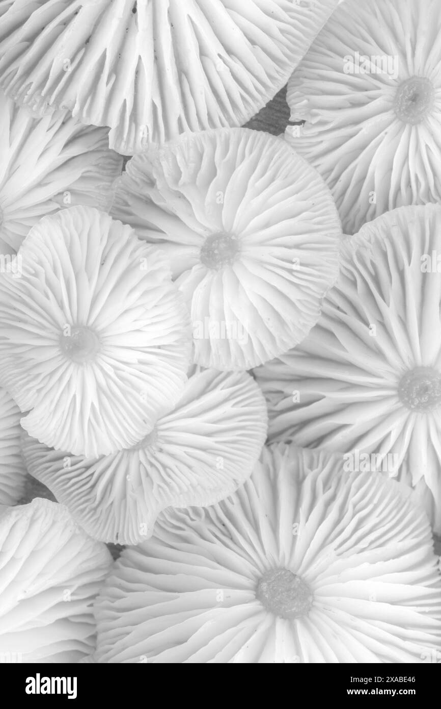 Invertierte Kappen von Wildpilzen von weißer Farbe. Abstrakter Makrohintergrund. Unschärfe und selektiver Fokus. Stockfoto