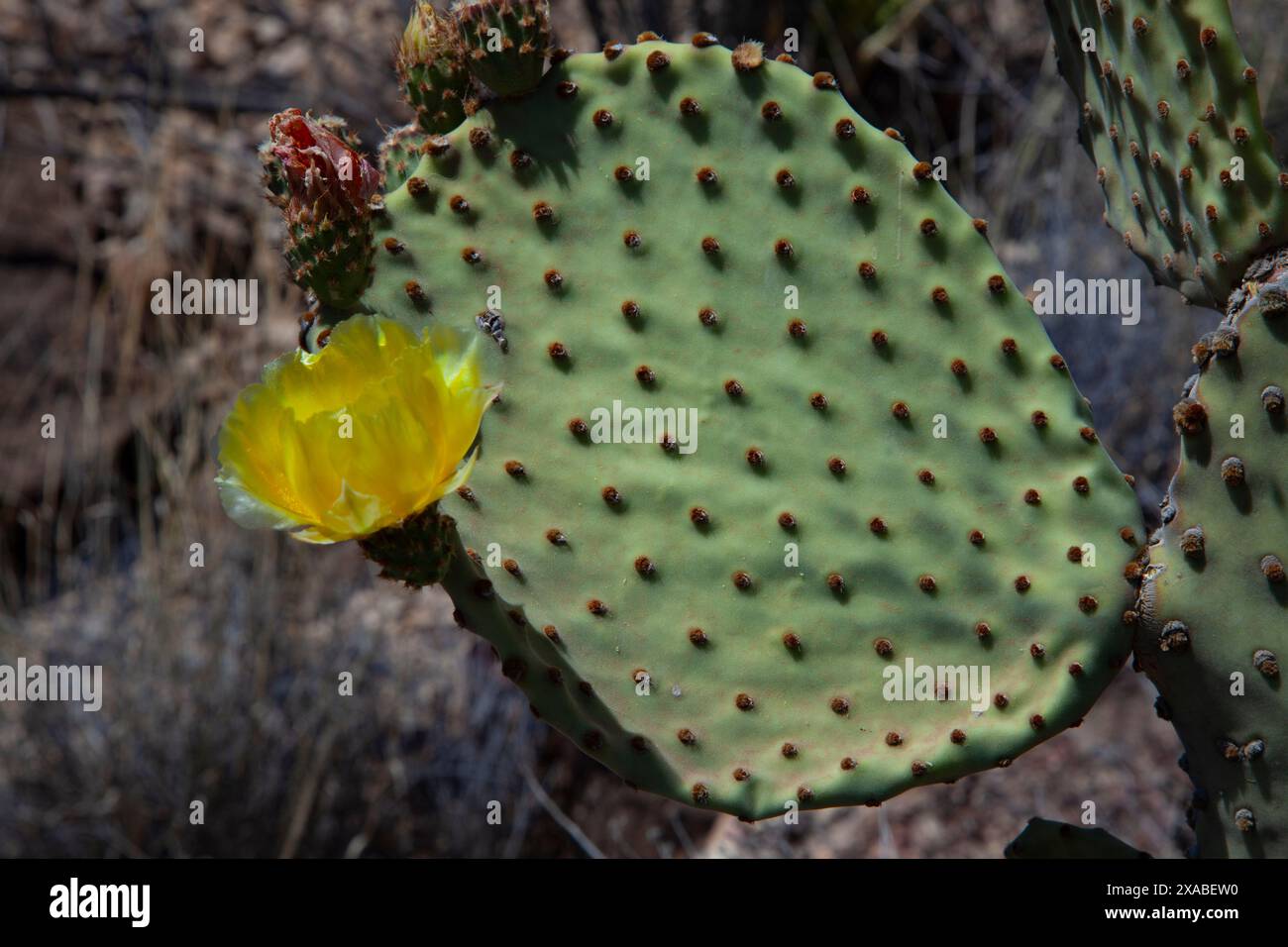 Eine Kakteen aus Texas hat eine gelbe Blüte im Big Bend National Park Stockfoto