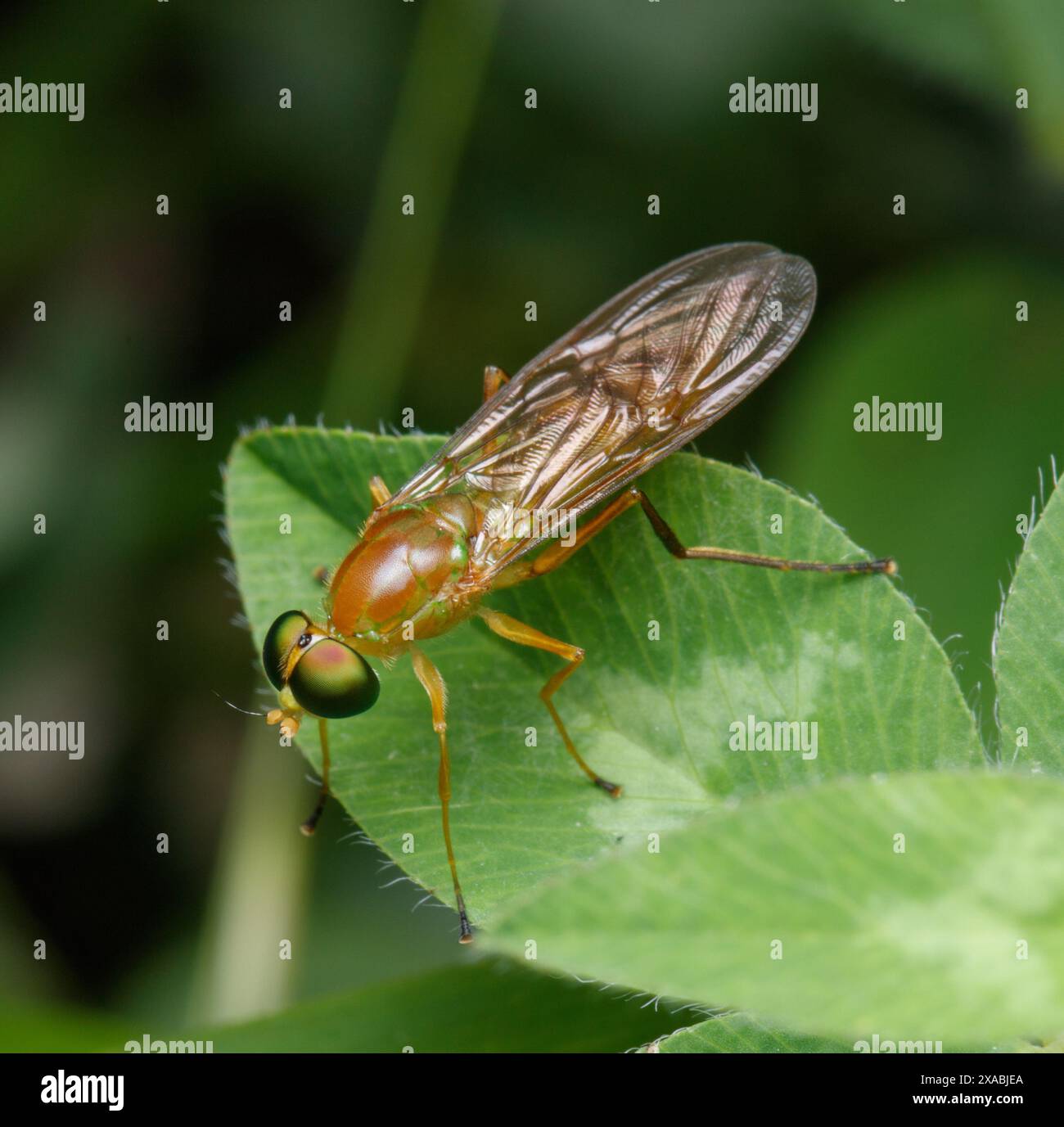 Ein Kompost Fly, Ptecticus trivittatus, thront auf einem grünen Kleeblatt mit gefalteten Flügeln über dem Bauch Stockfoto