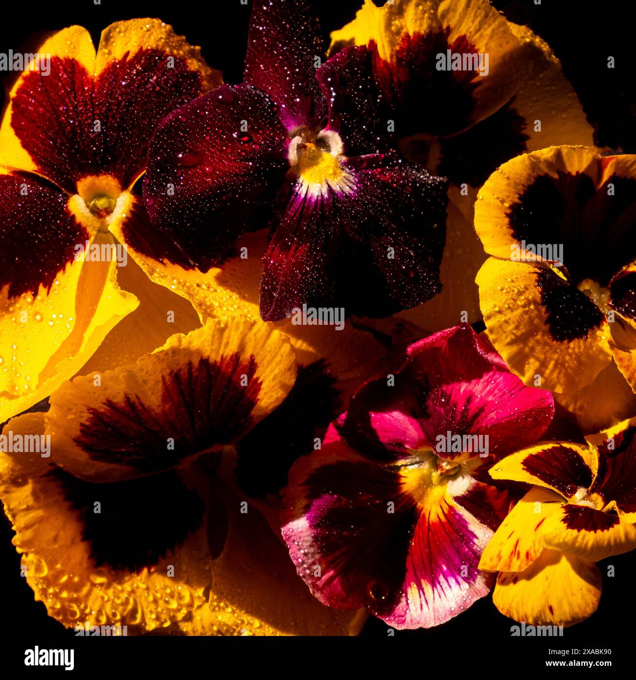 Tropische Flamingoblumen rosa Anthurien auf schwarzem Hintergrund und schönen Schatten. Schlichte Ästhetik Foto. Unschärfe und selektiver Fokus. Vertikaler ph-Wert Stockfoto