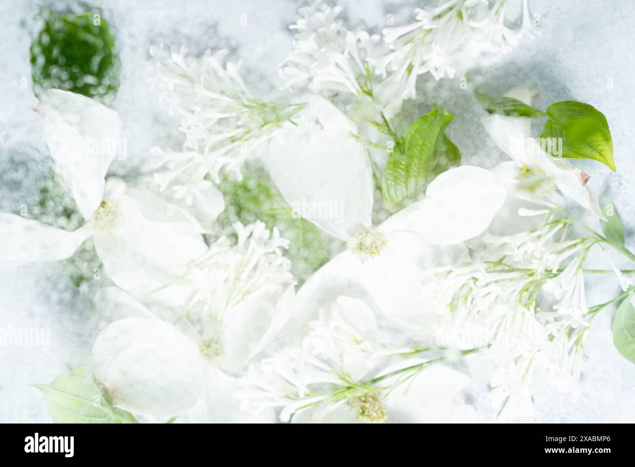 Weiße Hartholzblüten verschwimmen hinter nassem Glas. Abstrakter weicher, heller floraler Hintergrund Stockfoto