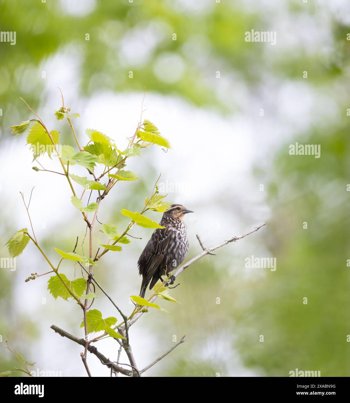 Weibliche Rotflügel-Amsel in einem Wald mit grünem Hintergrund Stockfoto