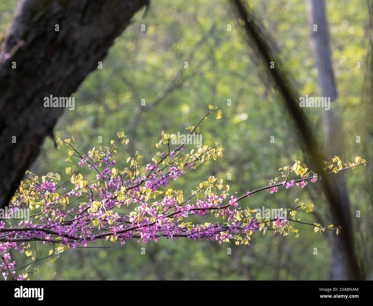 Natur Frühling Thema Hintergrund der Blüten auf einem Zweig in einem Wald Stockfoto