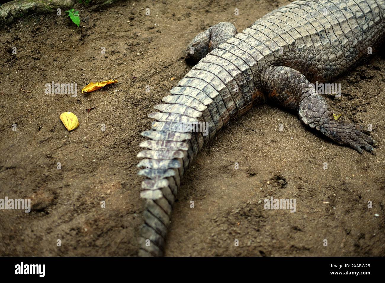 Ein Teil des Körpers des Krokodils, wahrscheinlich ein philippinisches Krokodil (Crocodylus mindorensis), im Bali Zoo in Singapadu, Sukawati, Gianyar, Bali, Indonesien. Stockfoto