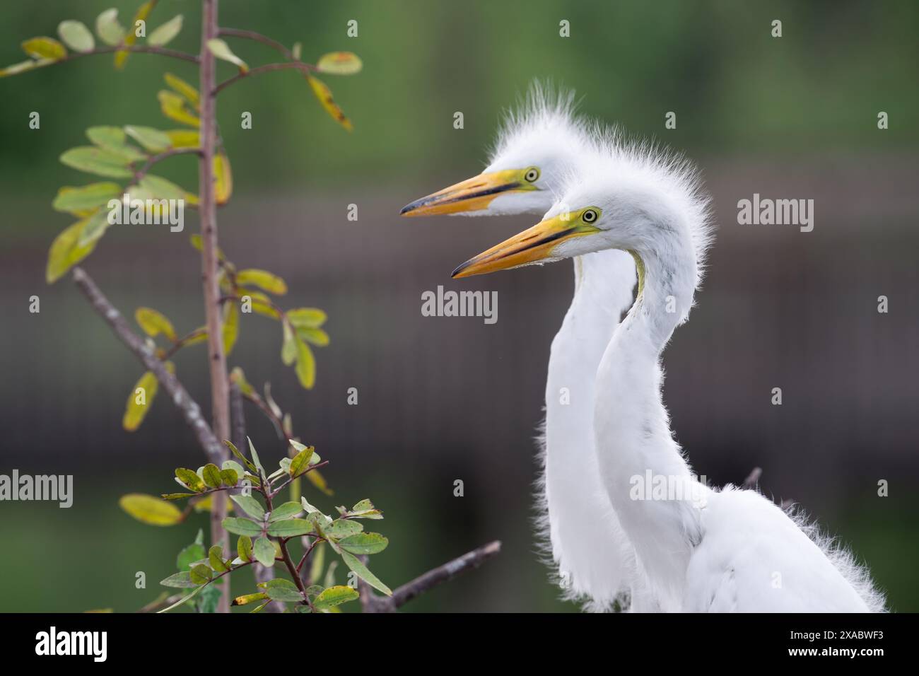 Jungreiher Geschwister beobachten, dass ihre Mutter mit Essen in der Nähe eines Sees in Orlando, Florida, zurückkehrt. Stockfoto