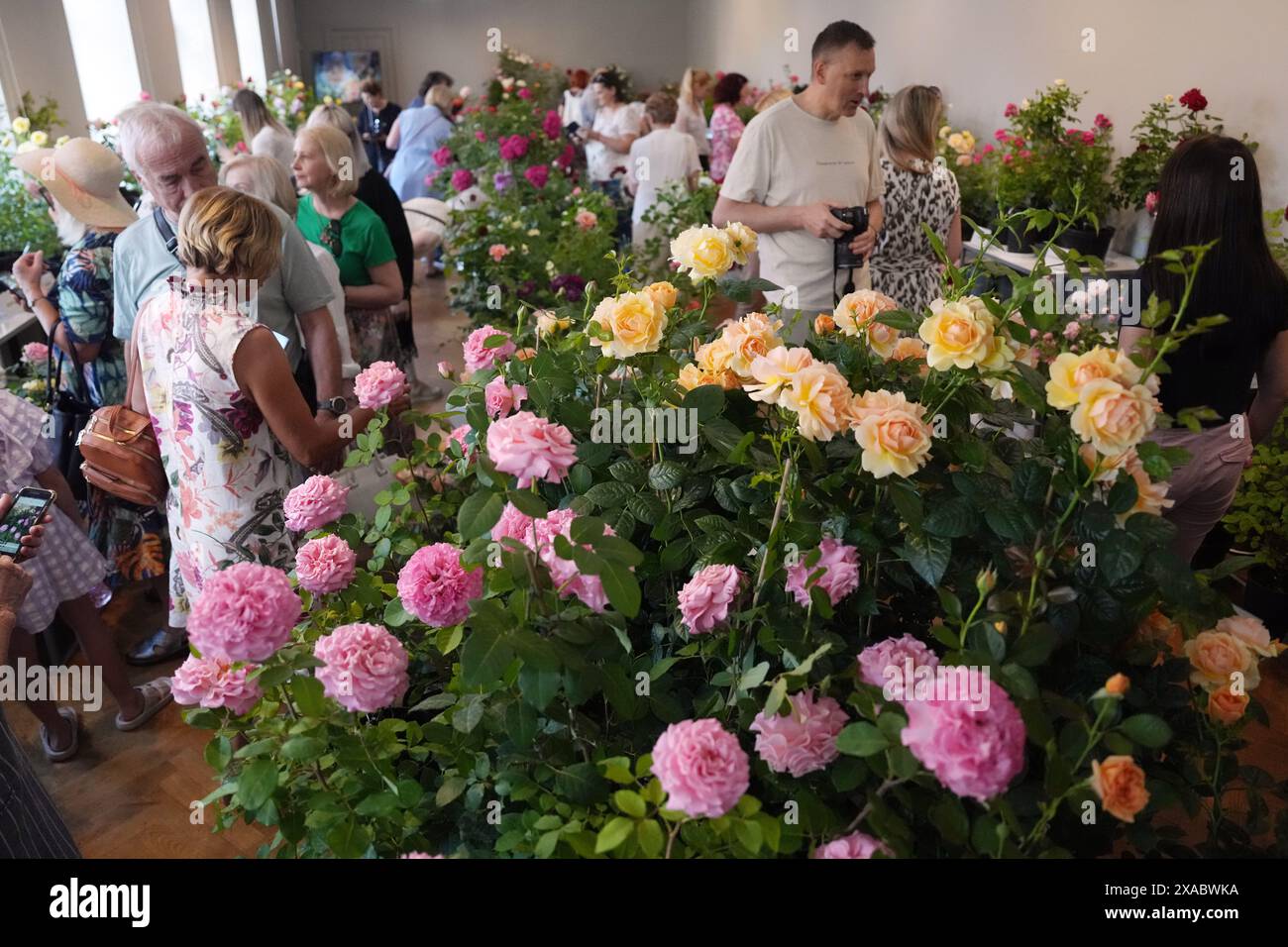 Riga, Lettland. Juni 2024. Besucher besuchen die Ausstellung „Roses 2024“ im Lettischen Naturkundemuseum in Riga, Lettland, 5. Juni 2024. Die Ausstellung findet jährlich im Lettischen Naturkundemuseum statt. In diesem Jahr werden mehr als 100 Rosensorten ausgestellt. Quelle: Edijs Palens/Xinhua/Alamy Live News Stockfoto