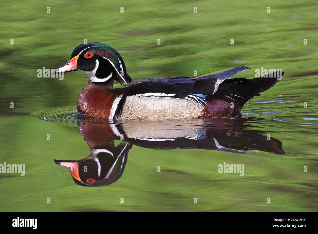 Bunte Holzente mit Spiegelung auf dem See, Quebec, Kanada Stockfoto