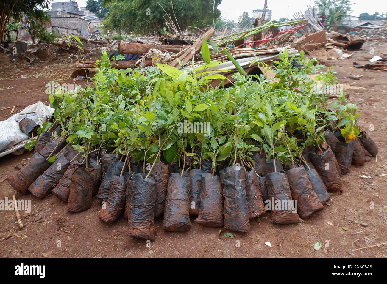 Nairobi, Kenia. Juni 2024. Bäume, die bereit sind, in der Nähe eines Standorts von Häusern zu Pflanzen, die durch Überschwemmungen am Ufer des Mathare-Flusses zerstört wurden, während der Feierlichkeiten zum Weltumwelttag werden jährlich am 5. Juni gefeiert und ermutigen, das Bewusstsein für den Umweltschutz und Maßnahmen zu fördern. Das Thema von 2024 ist Landsanierung, Wüstenbildung und Dürreresistenz. (Foto: Boniface Muthoni/SOPA Images/SIPA USA) Credit: SIPA USA/Alamy Live News Stockfoto