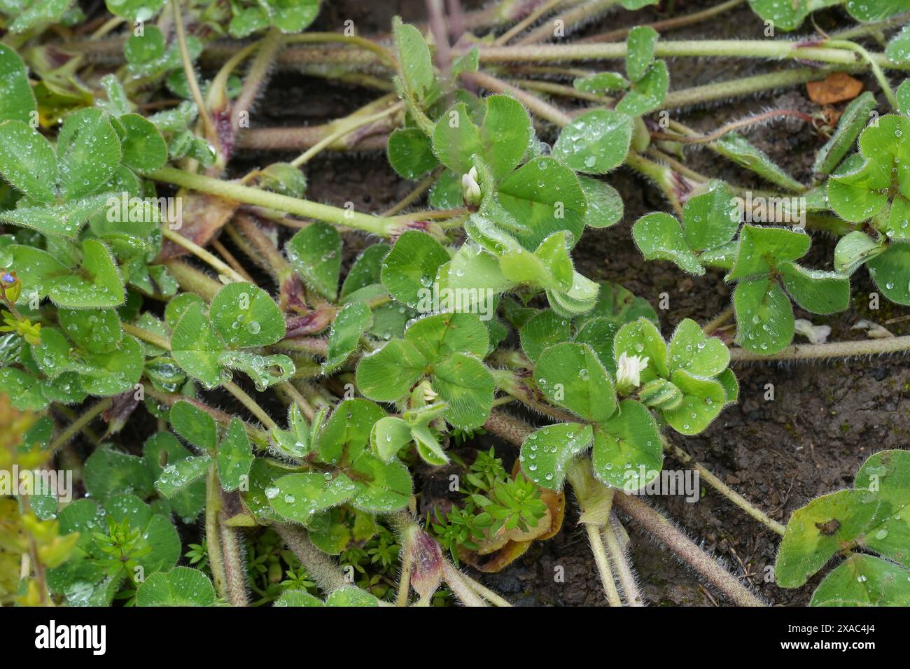 Nahaufnahme des kleinen weiß blühenden unterirdischen Klees, Trifolium subterraneum Stockfoto