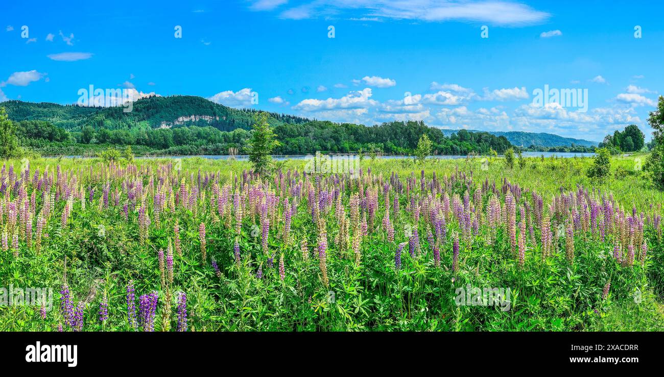 Malerische Sommer-Berglandschaft mit Wiese mit bunten Lupinenblumen am Ufer des Flusses. Helle wilde Lupinen am Fluss - idyllische Landschaft. Mo Stockfoto