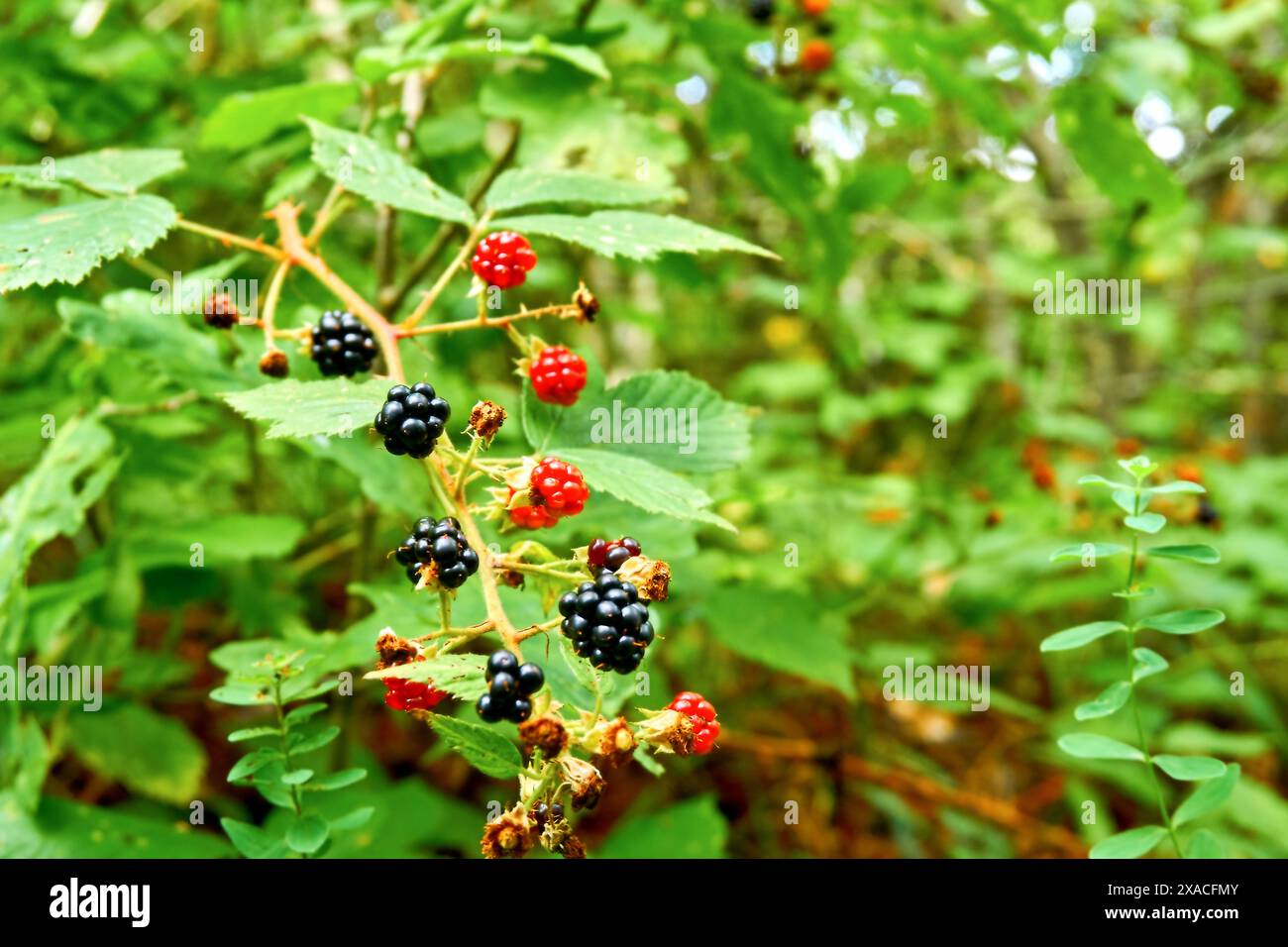 Waldbeeren Himbeeren, Brombeeren. Frisches Walddessert Stockfoto