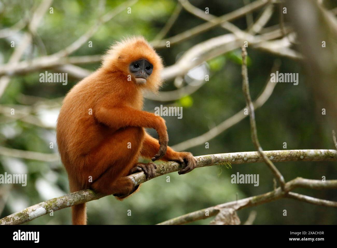 Kastanienaffen (Presbytis rubicunda, auch bekannt als Kastanienaffen, Rotblattaffen, Rotblattaffen) auf einem Zweig. Danum Valley, Sabah. Borneo, Malaysia Stockfoto