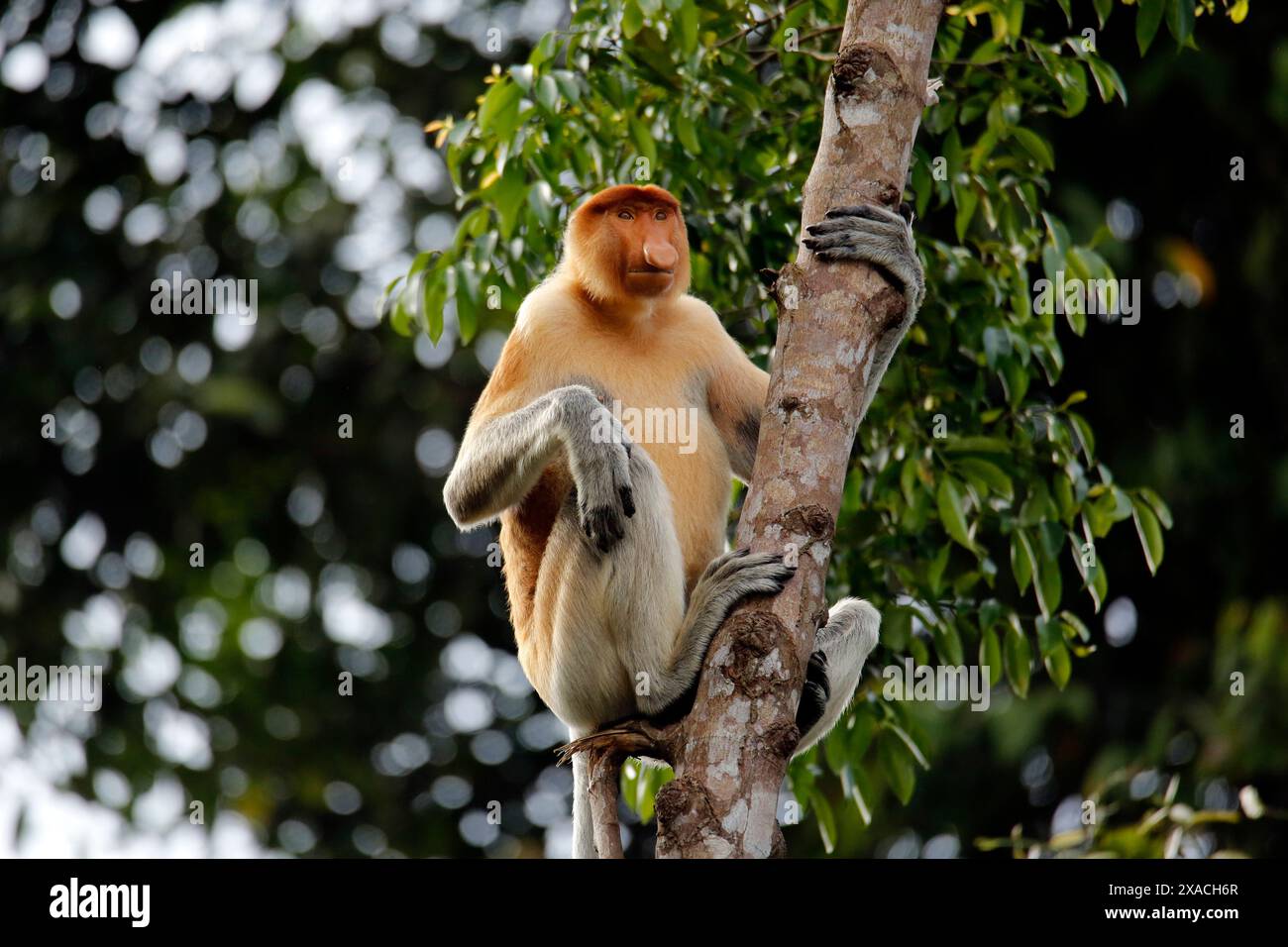 Proboscis Affe (Nasalis larvatus, auch bekannt als Langnasen-Affe) in einem Baum. Abai, Kinabatangan River, Sabah. Borneo, Malaysia Stockfoto