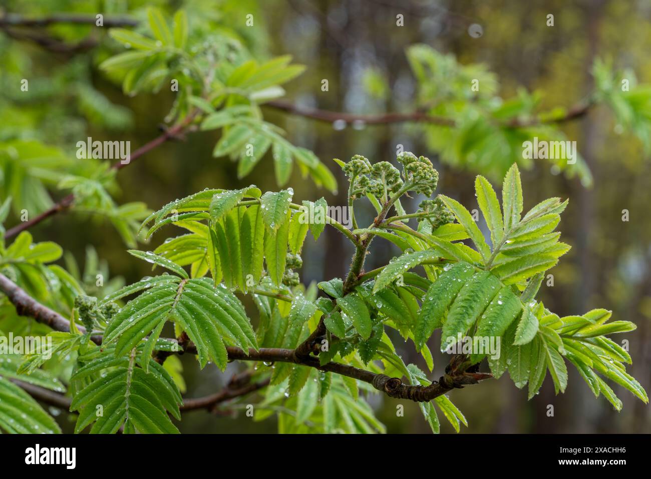 Blühende Blüte eines vogelbaums, Sorbus aucuparia, im Frühling nach Regen. Eberesche, Eberesche, Eberesche. Grüner Hintergrund. Stockfoto