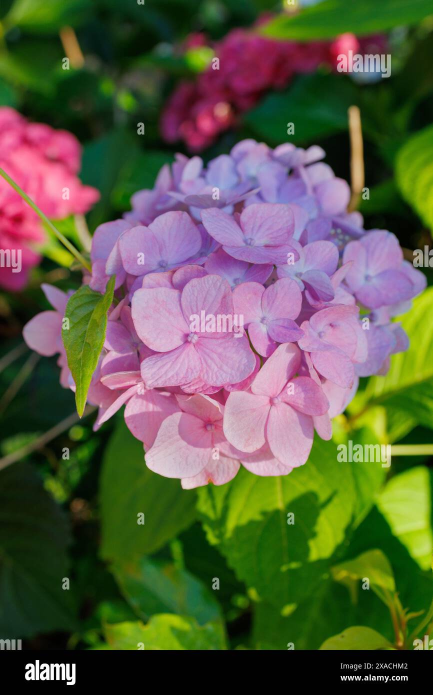 Bilder von Japan – Hortensie, hellrosa und lila farbene Ajisai-Blüte in voller Blüte ist einzigartig auf der japanischen Landseite in der Regenzeit oder Tsuyu von Mitte Mai bis Ende Juni Stockfoto