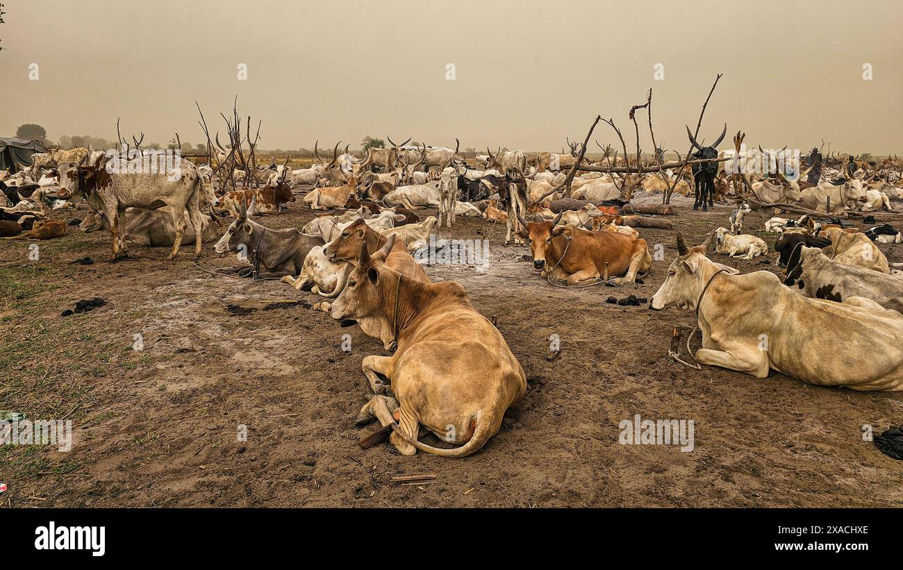 Dinka Cattle Camp, Bor, Zentralregion, Südsudan, Afrika Copyright: MichaelxRunkel 1184-11460 Stockfoto