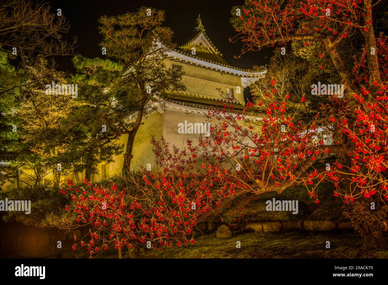 Nächtlich beleuchteter Kyoto Kaiserpalast während der Kirschblüte, Kyoto, Honshu, Japan, Asien Copyright: MichaelxRunkel 1184-11641 Stockfoto