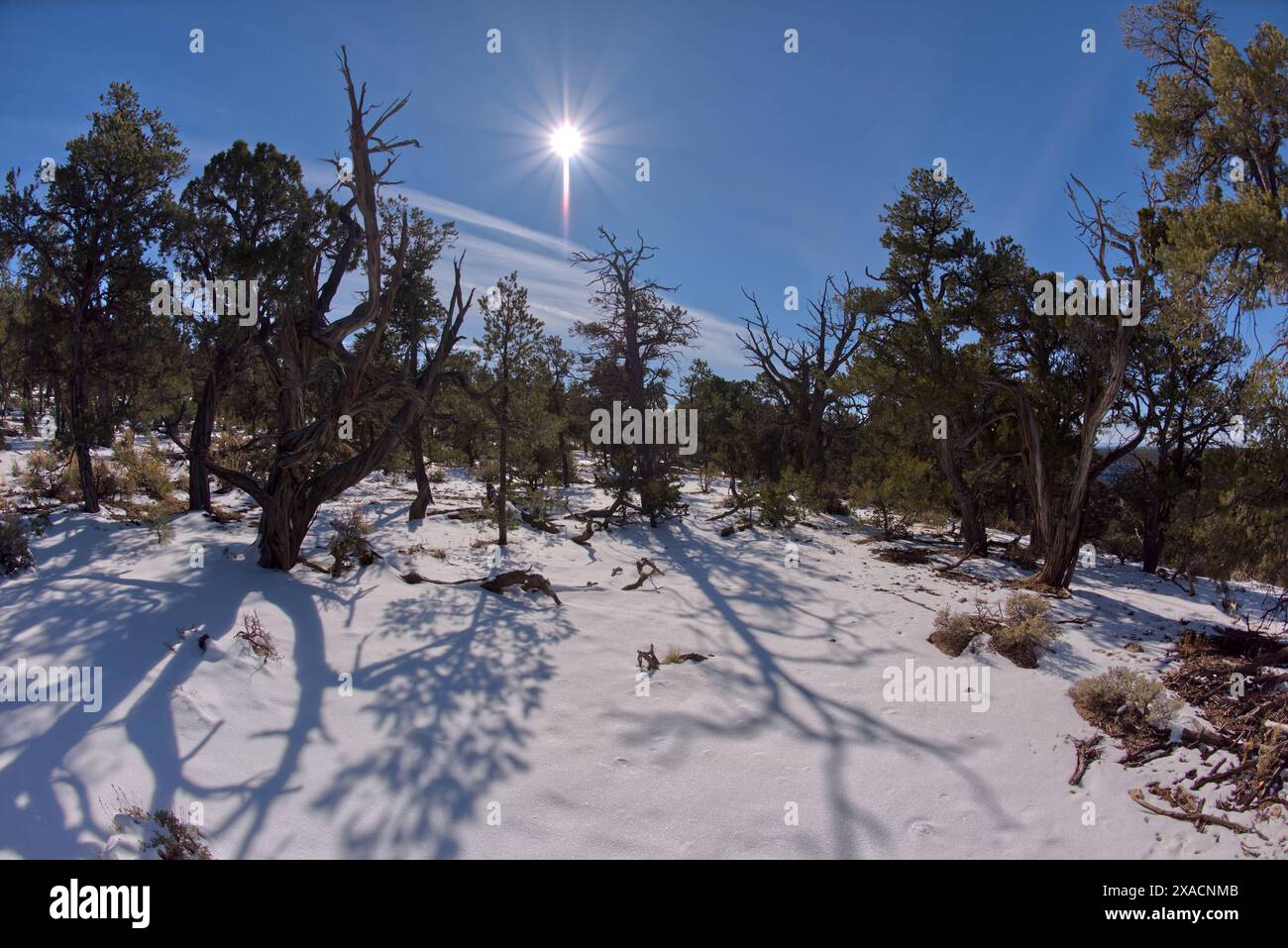 Der Kaibab Forest im Winter in der Nähe des Waldron Canyon westlich von Hermits Rest, Grand Canyon, Arizona, Vereinigte Staaten von Amerika, Nordamerika Copyright: Steven Stockfoto