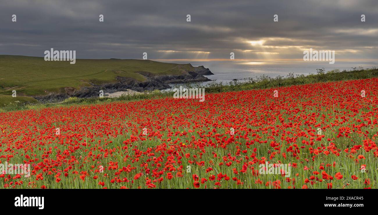 Mohnfelder mit Blick auf Poly Joke in Cornwall, England, Großbritannien, Europa Copyright: StevexMcCarthy 1379-26 Stockfoto