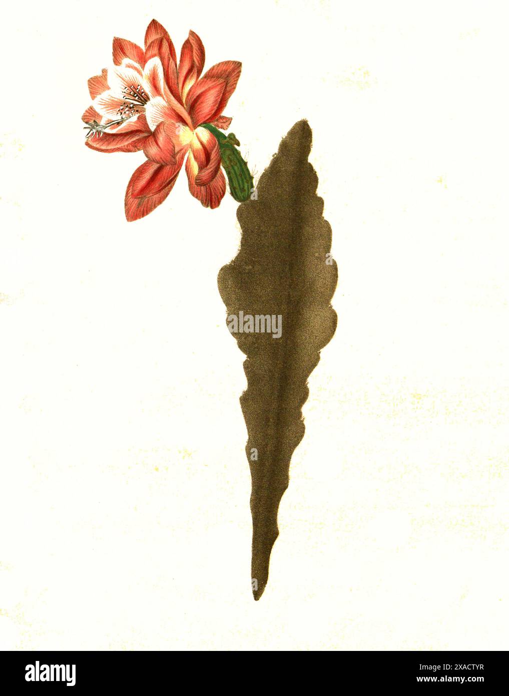 Kakteen, Vereus phyllanthoides, Historisch, digital restaurierte Reproduktion von einer Vorlage aus dem 19. Jahrhundert Stockfoto