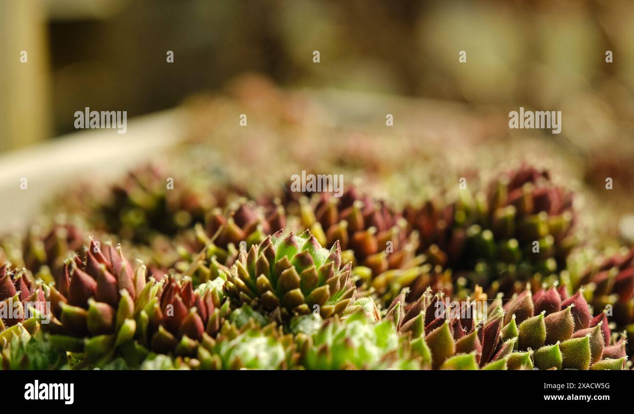 Eine Nahaufnahme eines Haufens violetter und grüner Pflanzen in einem weißen Topf. Die Pflanzen sind klein und haben ein empfindliches Aussehen Stockfoto