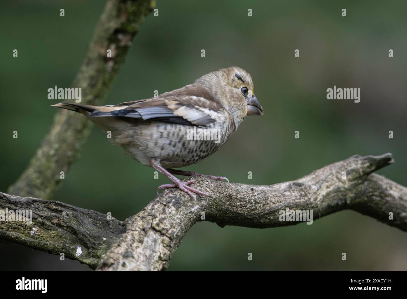 Hawfinch (Coccothraustes coccothraustes), Jungvogel, Emsland, Niedersachsen, Deutschland Stockfoto