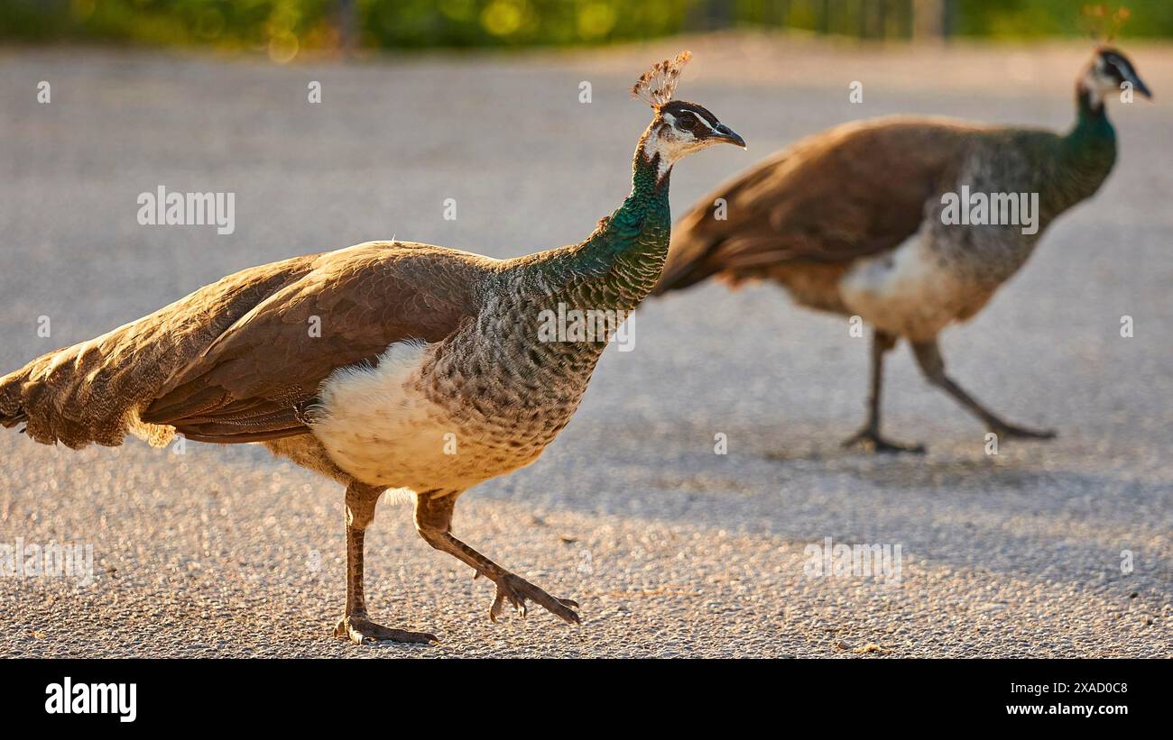 Zwei Pfauzen (Pavo), die nebeneinander auf einer Straße im warmen Abendlicht laufen, Filerimos, Hügel nicht weit von Rhodos Stadt, Alter Staat Ialyssos Stockfoto