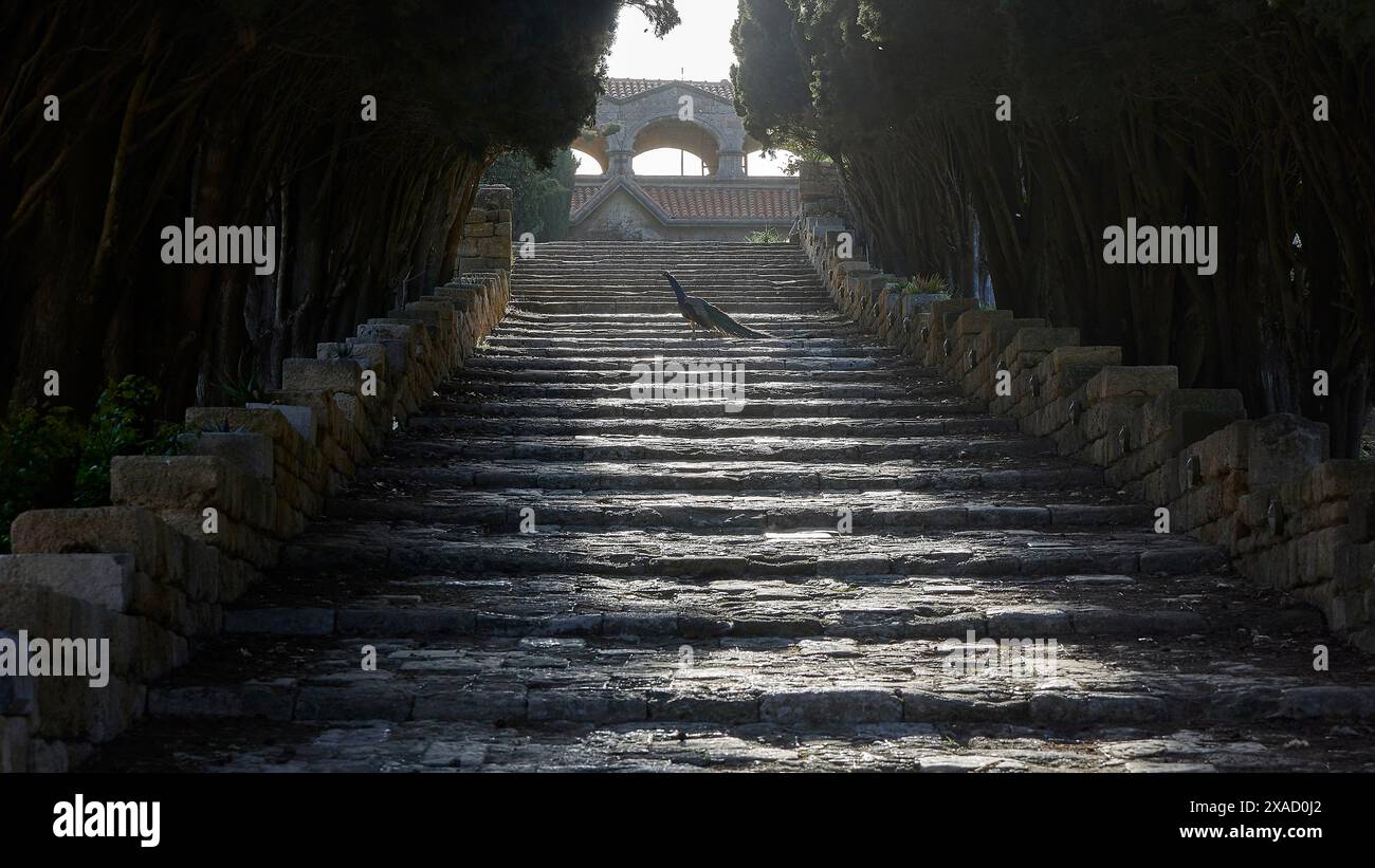 Pfauze (Pavo) auf Treppen, lange Steintreppe führt durch dichte Bäume zu einem historischen Gebäude, Schatten und Lichtspiel, Filerimos, Hügel nicht weit Stockfoto