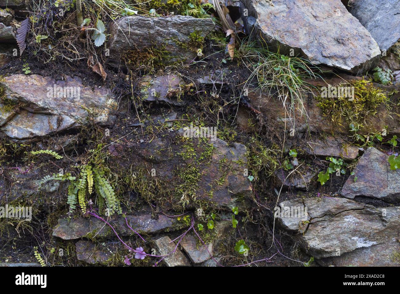 Nahaufnahme einer feuchten grauen Steinmauer mit grünem Moos, Farn, Gras und winzigen Pflanzen, natürlichem Felsen und grünem Texturhintergrund Stockfoto