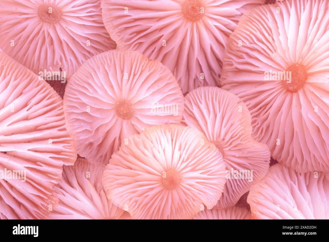 Umgedrehte Kappen von wilden Pilzen von sanfter rosa Farbe. Abstrakter Makrohintergrund. Unschärfe und selektiver Fokus. Stockfoto