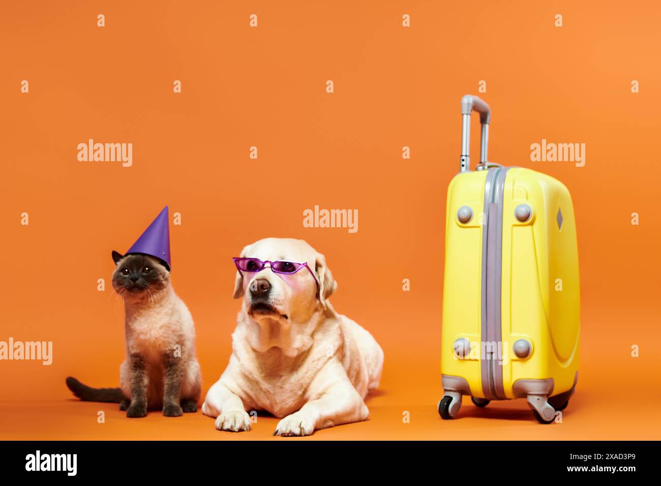 Ein Hund und eine Katze tragen eine Party mit Hüten und Sonnenbrillen in einem verspielten Studio-Setting, die die Verbindung zwischen Haustieren demonstrieren. Stockfoto
